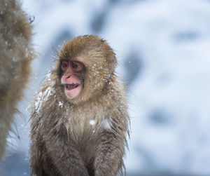 Snow monkey in a hot spring, nagano, japan