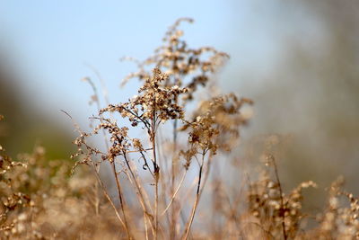 Close-up of flowering plant on field against sky