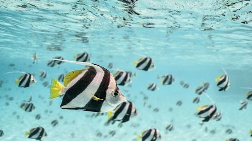 Fish swimming in sea