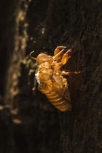 Close-up of insect on tree trunk