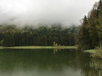 Scenic view of lake in forest