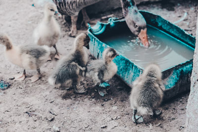 High angle view of ducks in water