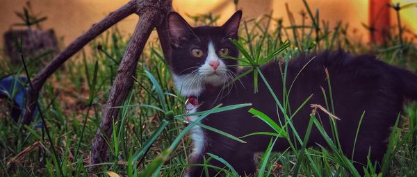 Portrait of a cat in a field