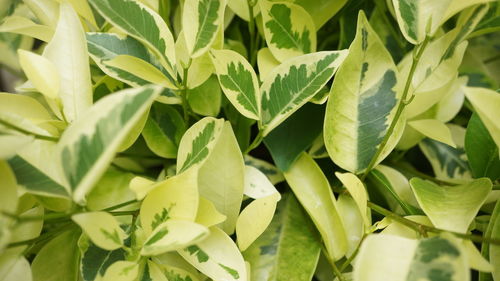 Close-up of green leaves
