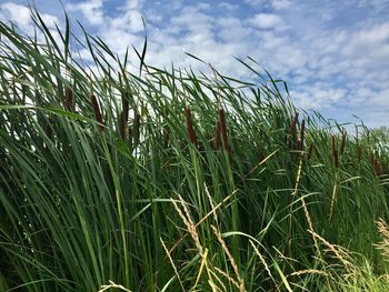 Close-up of fresh green grass in field against sky