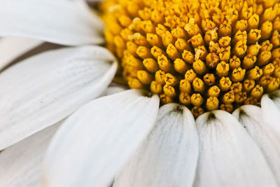 Close-up of white flower for sale at market