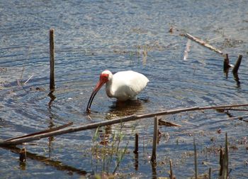 White duck in lake