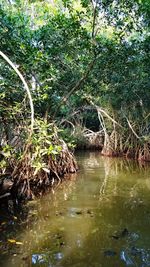 Tree branches over lake