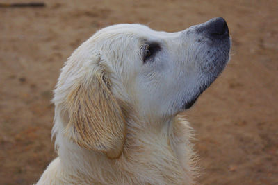 Close-up of an animal