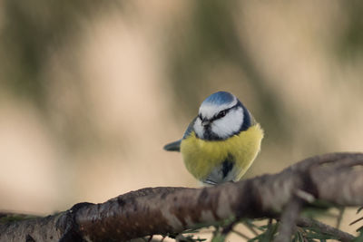 Close-up of bird perching on branch