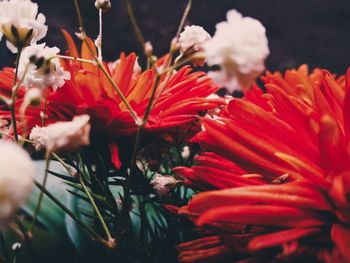 Close-up of red flowers blooming outdoors