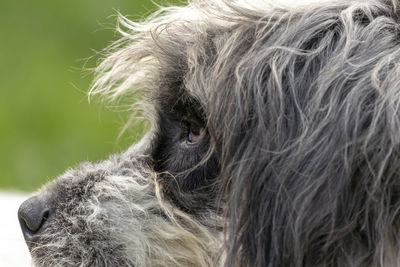 Close-up of a horse