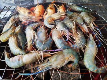 High angle view of fish in container