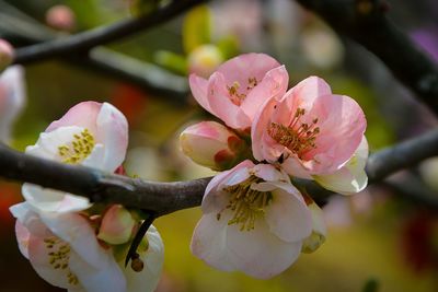 Close-up of pink cherry blossoms in spring