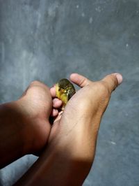 Close-up of hand holding leaf against blurred background