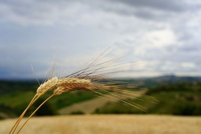 Close-up of wheat growing on field against sky
