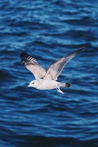 Seagull flying over sea