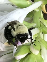 Close-up of an animal