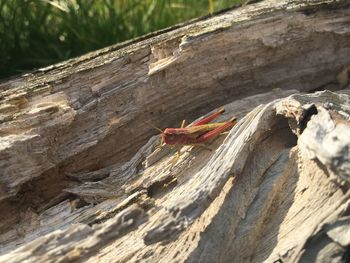 High angle view of insect on wood