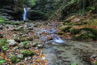 Scenic view of waterfall in forest