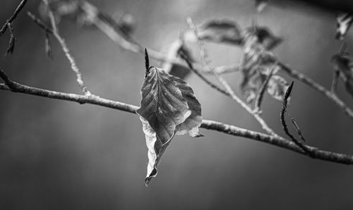 Close-up of dried leaves on branch