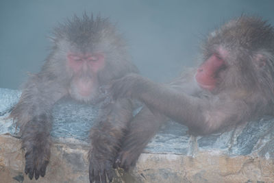 Close-up of monkey against sky