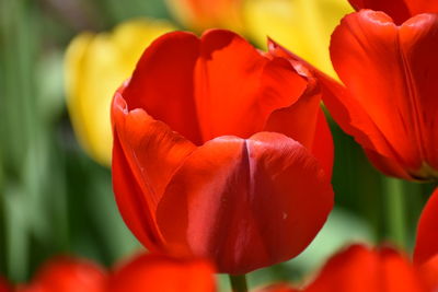 Close-up of red tulip