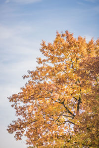 Low angle view of cherry tree against sky