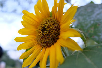 Close-up of sunflower