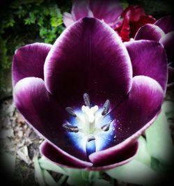 Close-up of purple flower