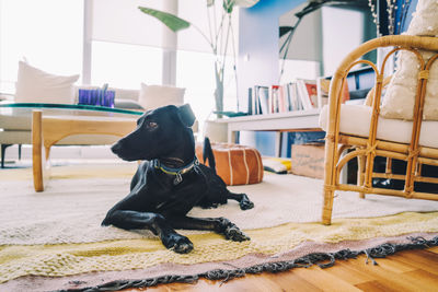 Dog sitting on chair at home