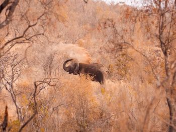Lioness standing on field