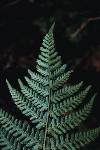 Fern leaf on dark background