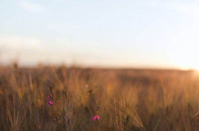 Wildflowers growing on wheat farm during sunset