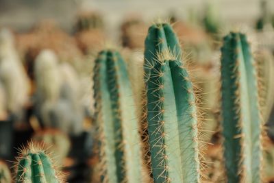 Close-up of succulent plant