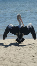 View of a bird flying over calm lake