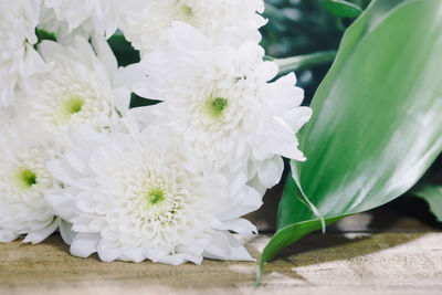 Close-up of white flowering plant