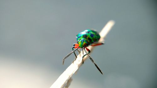 Close-up of damselfly perching on leaf