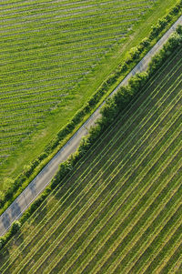 Scenic view of green landscape