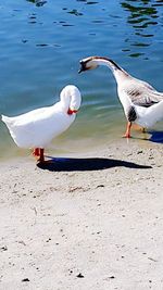 Bird flying over water