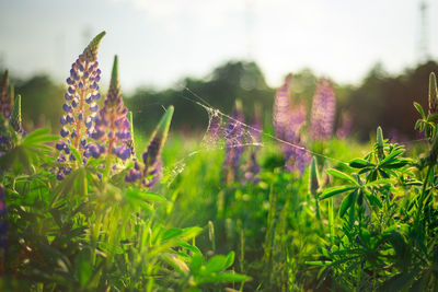 Close-up of purple flowering plants on field