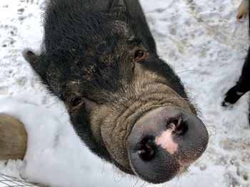 Close-up of a dog on snow