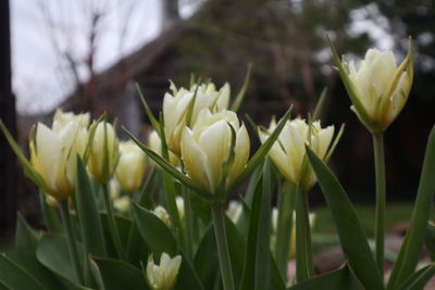 plant