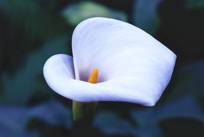 Close-up of white flower