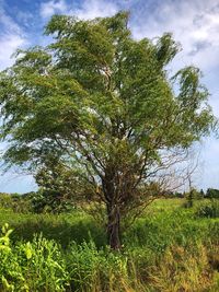 Low angle view of trees against sky