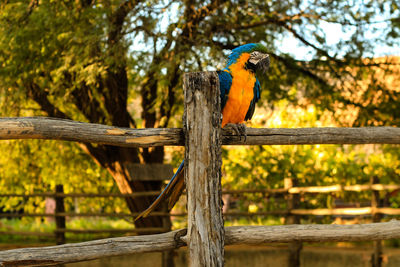 Close-up of gold and blue macaw on fence