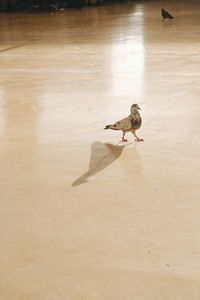 High angle view of bird perching on floor