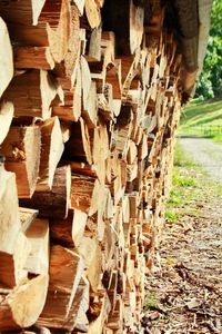 Stack of logs in forest