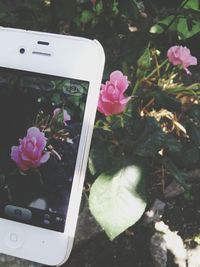 Close-up of pink flowers