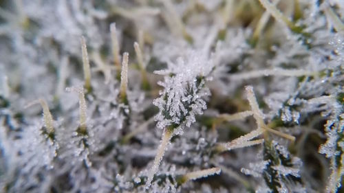 Close-up of frozen tree during winter